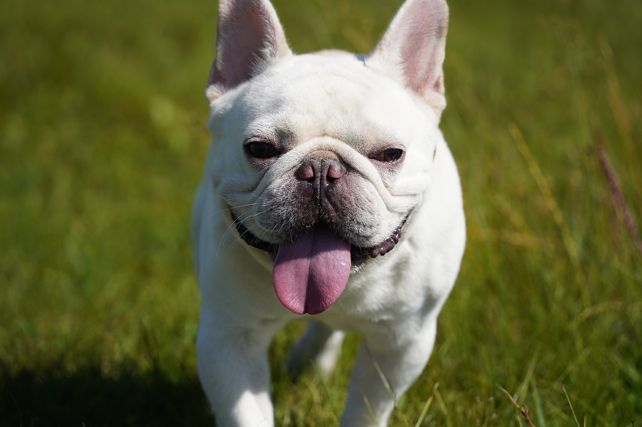 Understanding the Characteristics of the American Bulldog